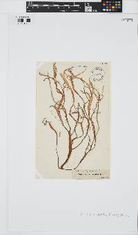 Cutleria multifida image