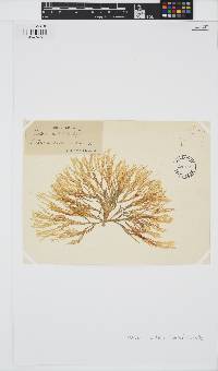 Cutleria multifida image