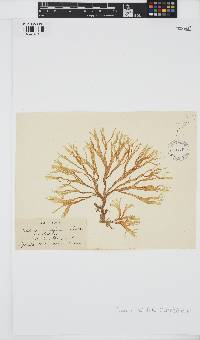 Cutleria multifida image