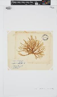 Cutleria multifida image