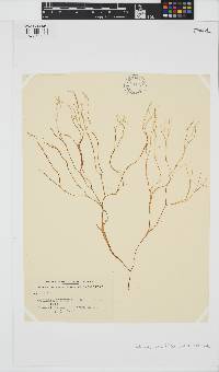 Cutleria multifida image