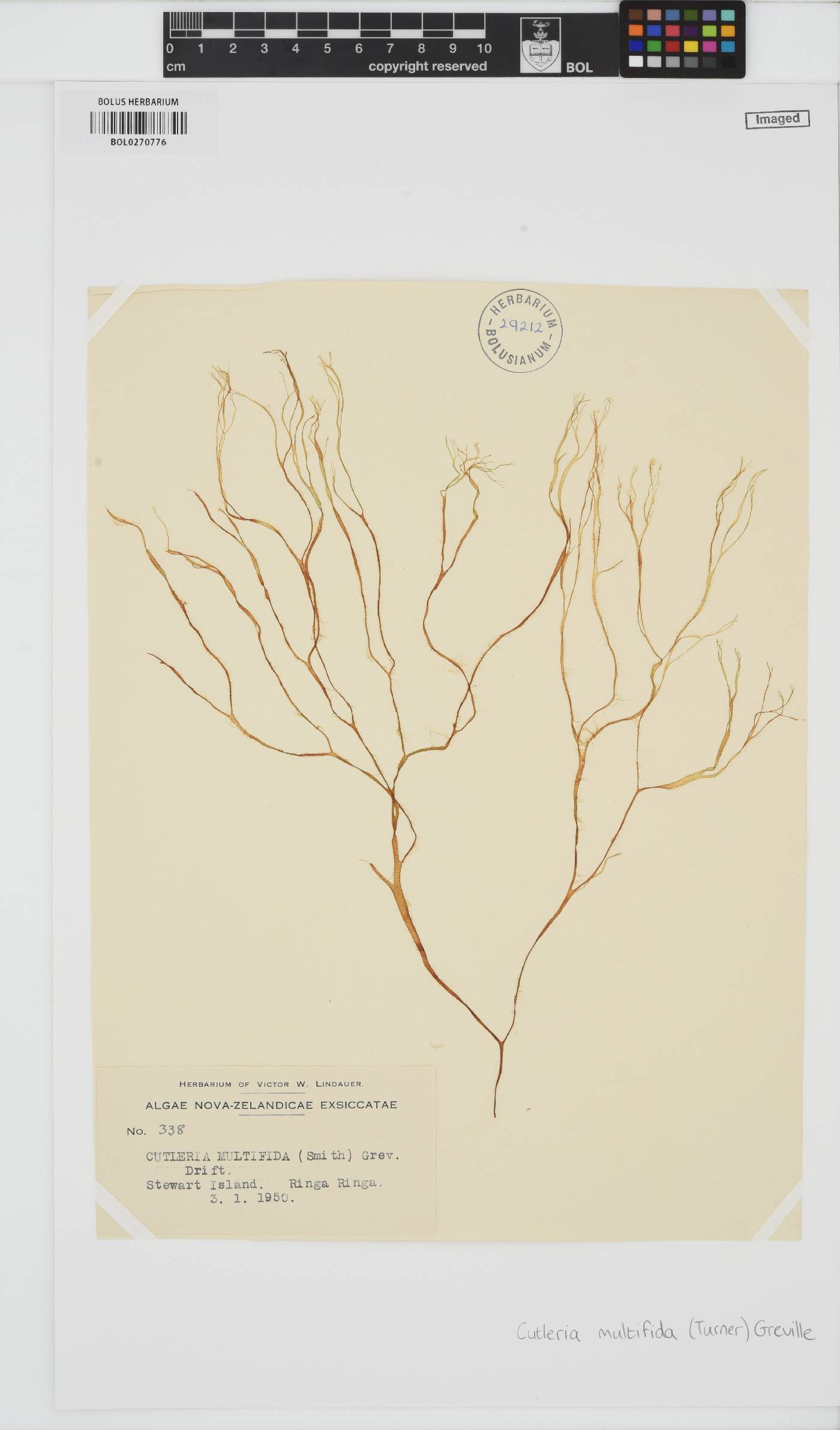 Cutleria multifida image