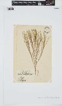 Cutleria multifida image