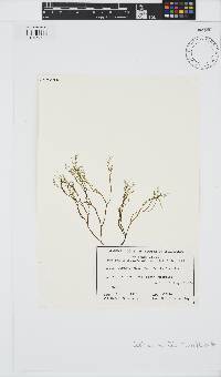 Cutleria multifida image