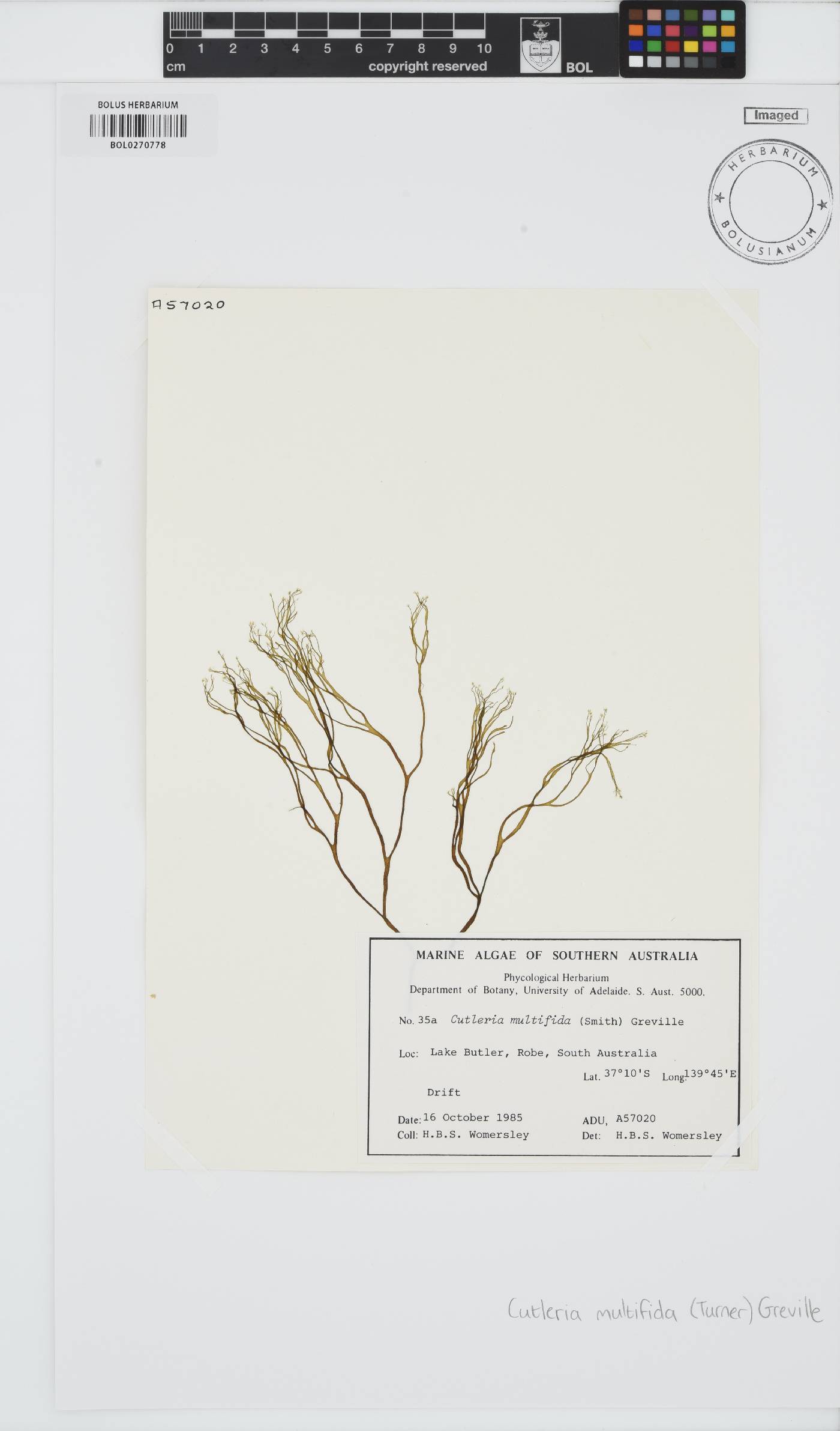 Cutleria multifida image