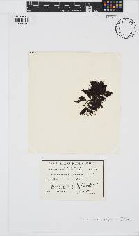 Corynophlaea cystophorae image