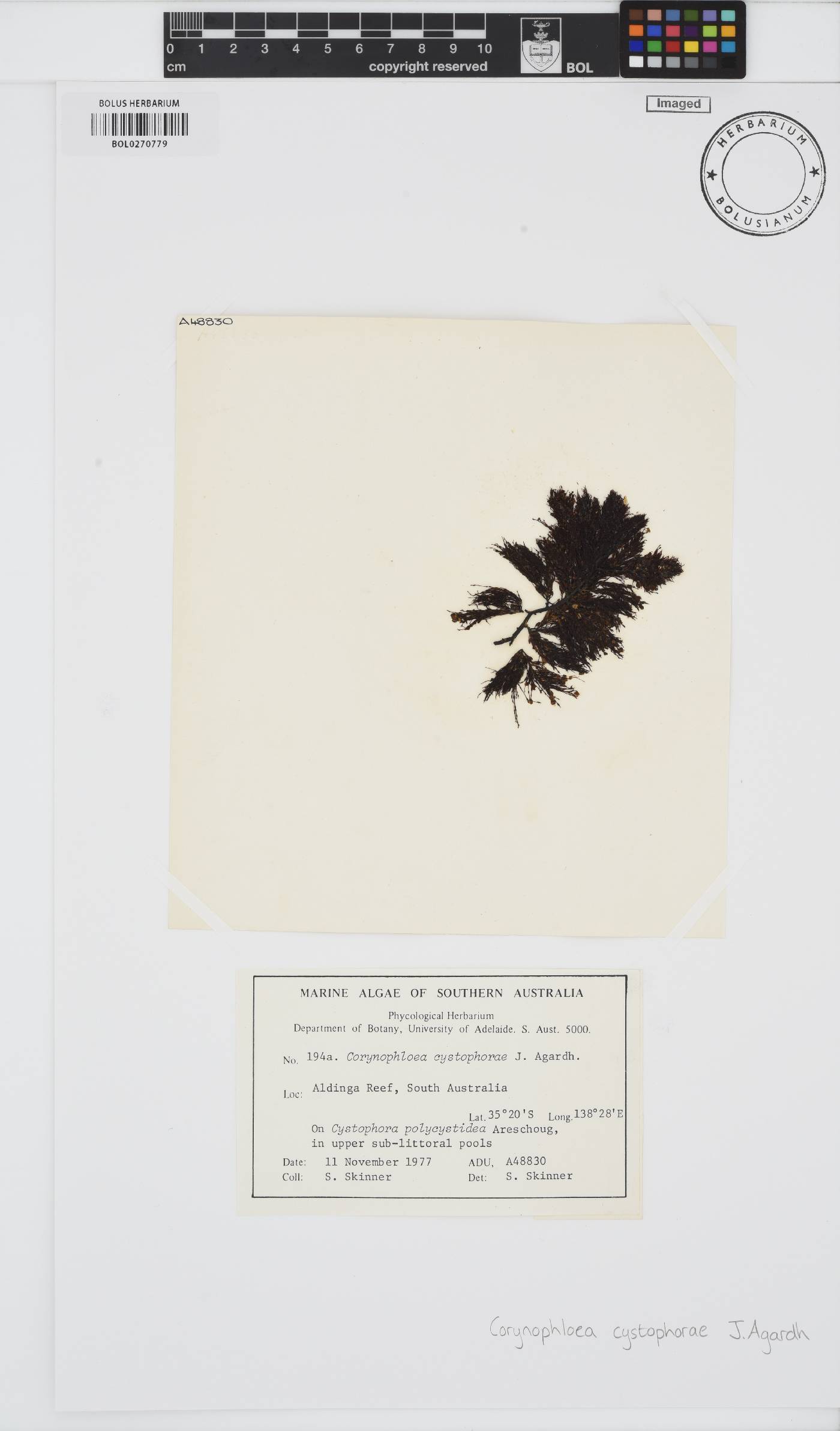 Corynophlaea image