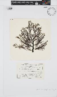 Corynophlaea cystophorae image