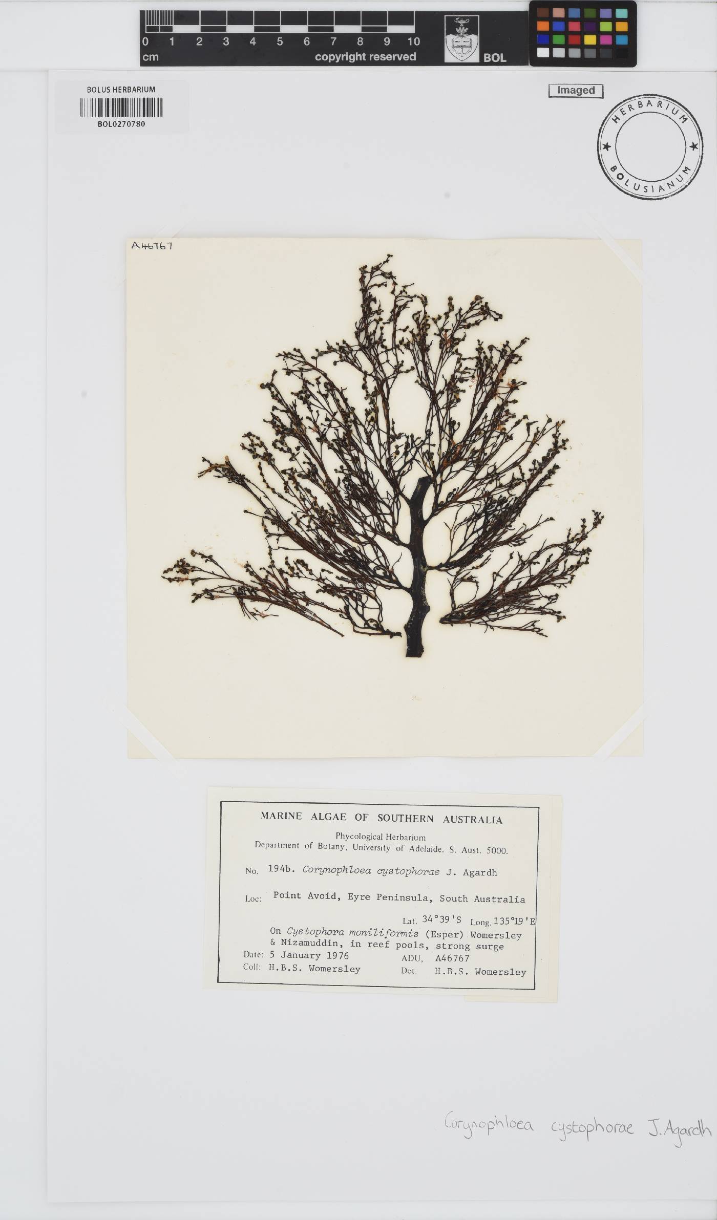 Corynophlaea cystophorae image