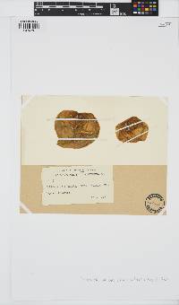 Colpomenia sinuosa image