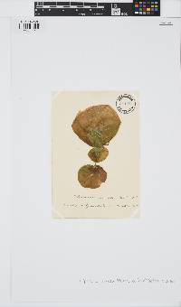 Colpomenia sinuosa image