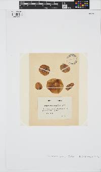 Colpomenia sinuosa image