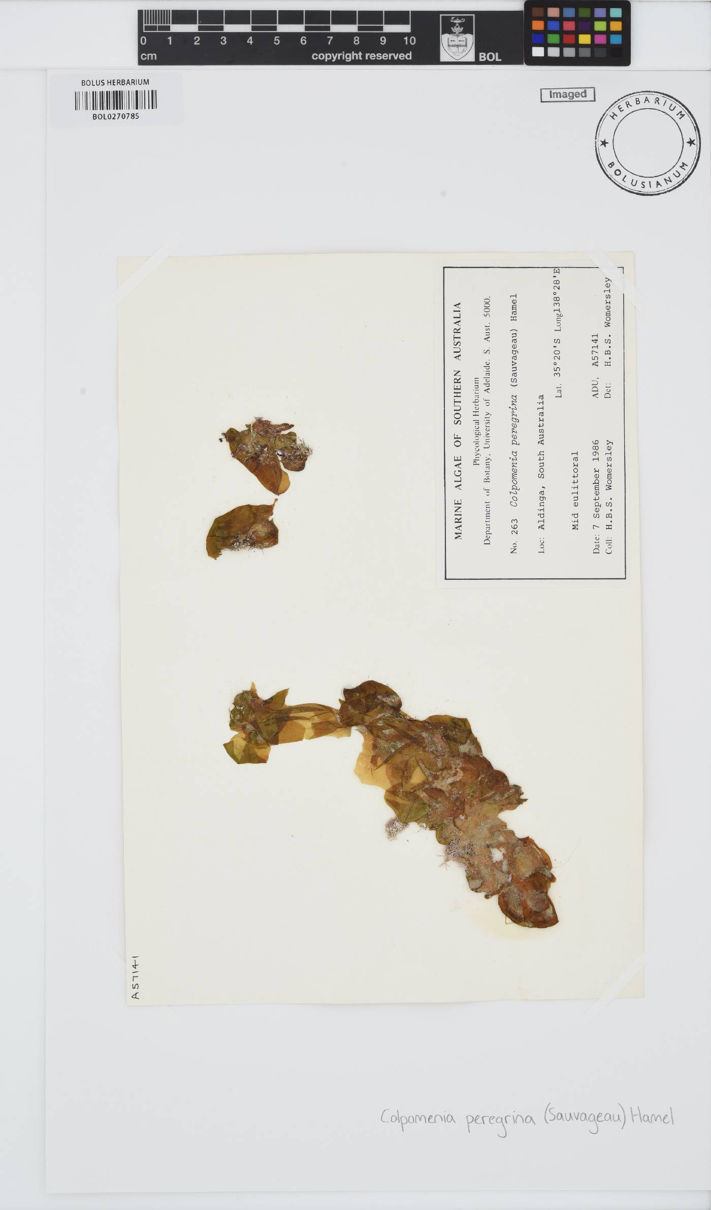 Colpomenia peregrina image