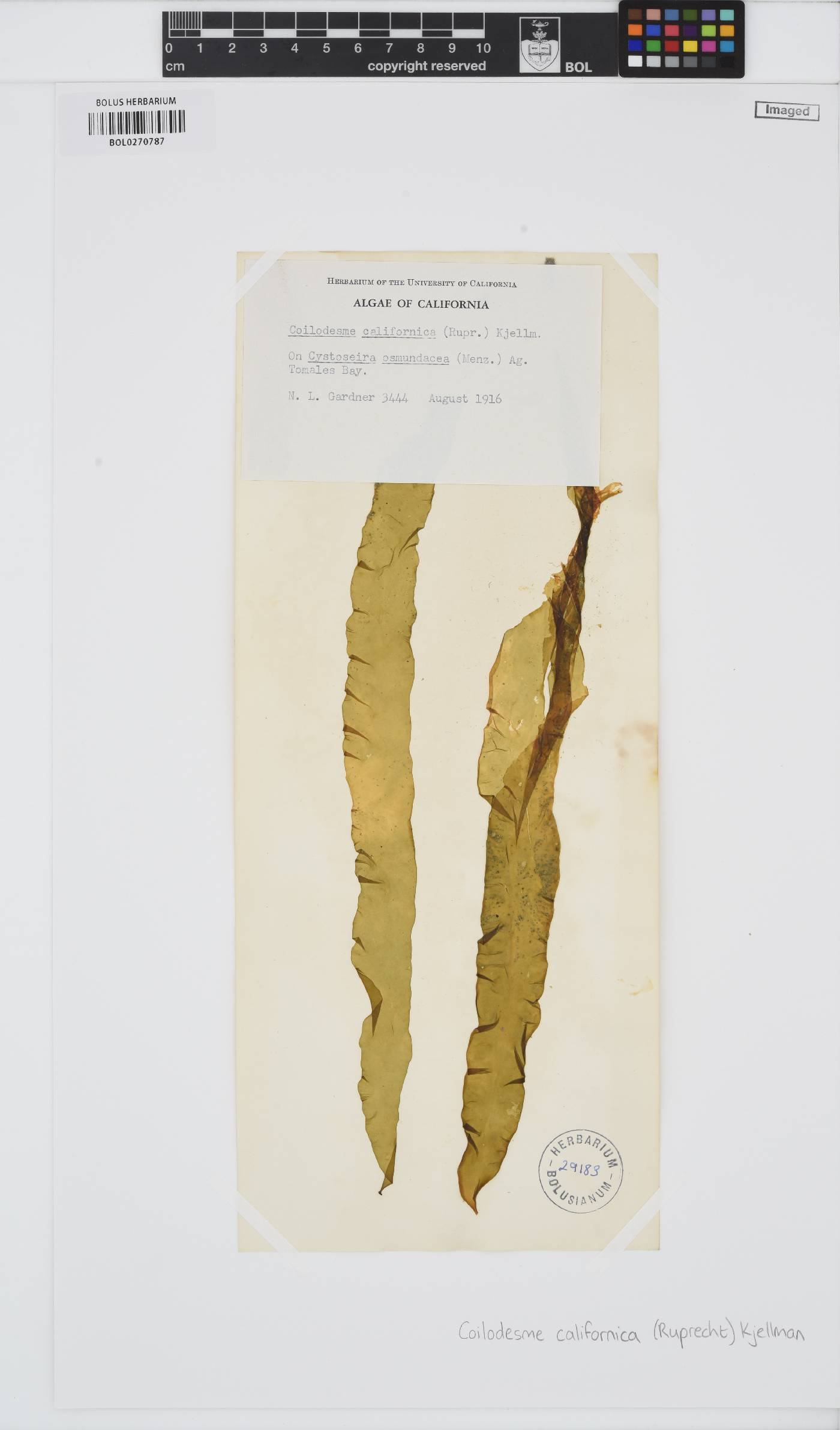 Coilodesme californica image