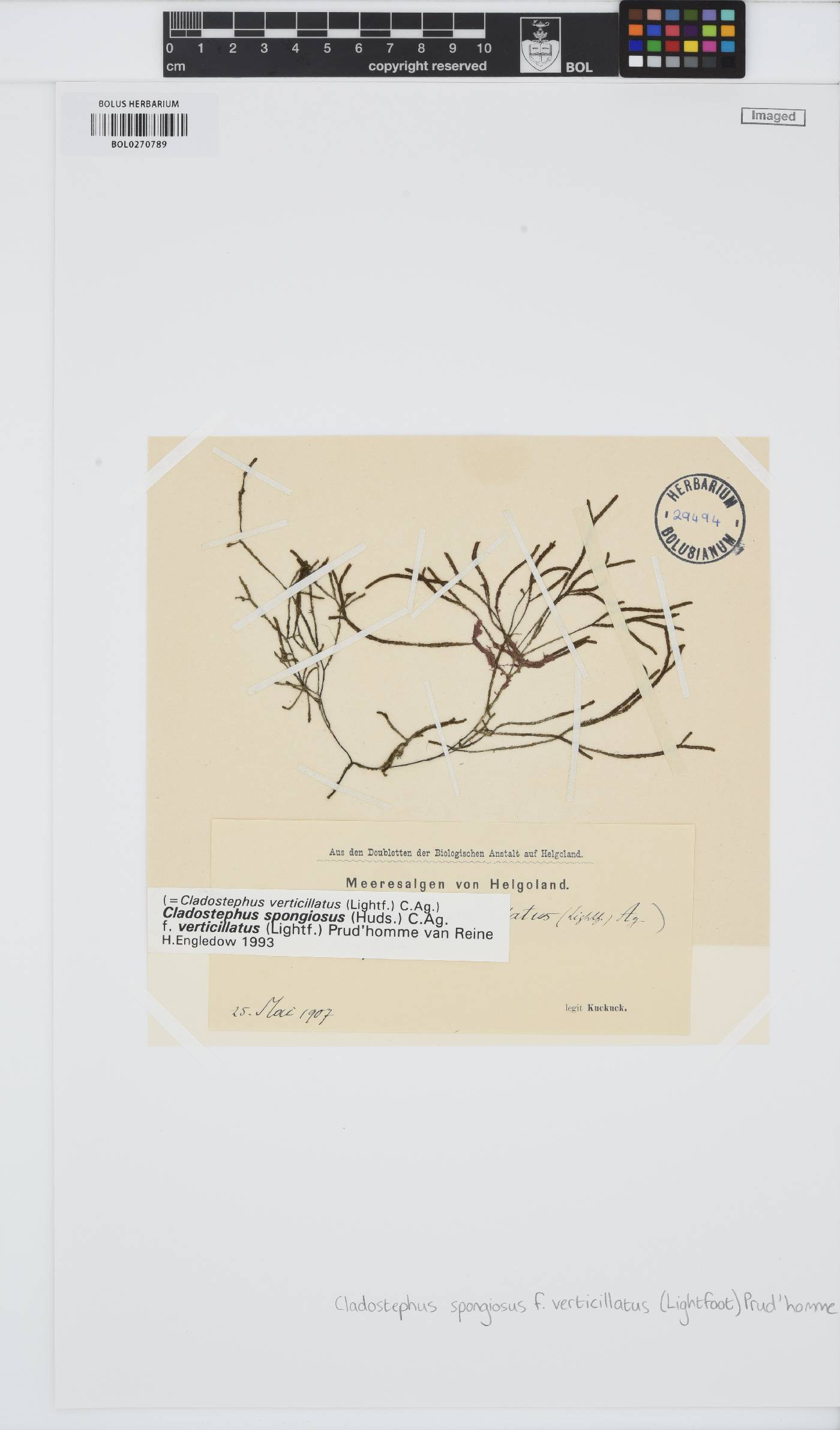 Cladostephaceae image