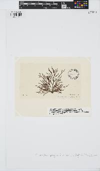 Cladostephus hirsutus image