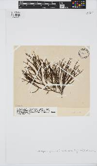 Cladostephus hirsutus image