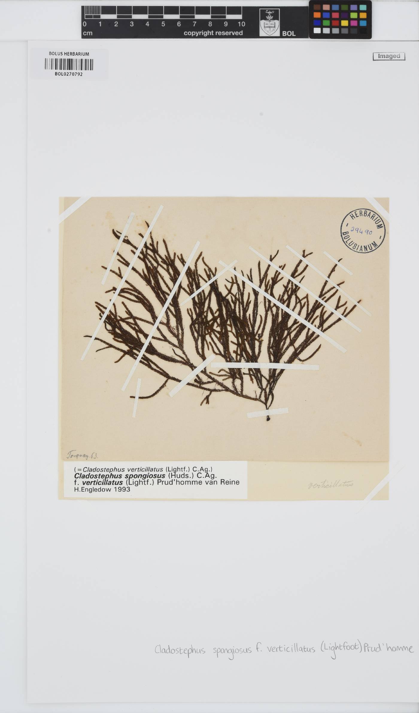 Cladostephaceae image
