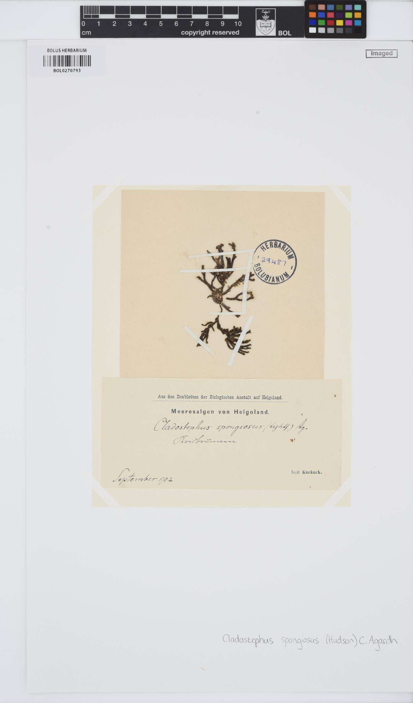 Cladostephaceae image