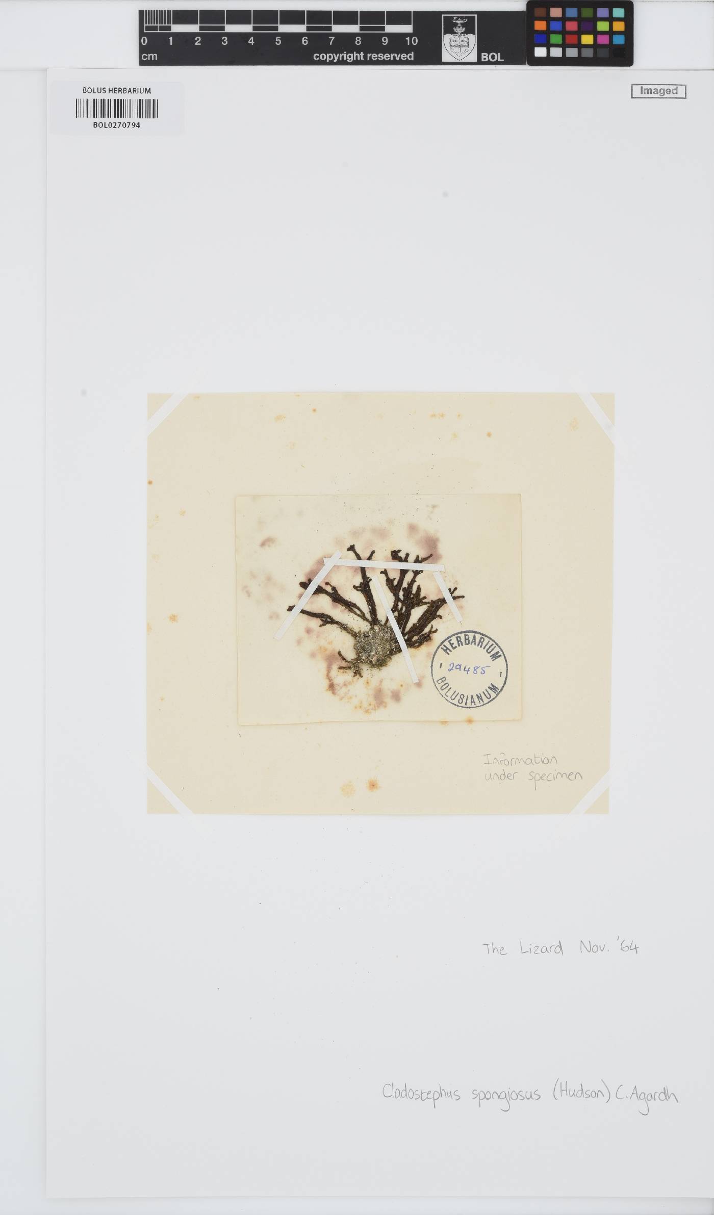 Cladostephus spongiosus image