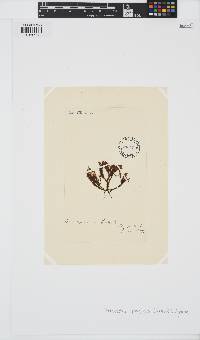 Cladostephus spongiosus image