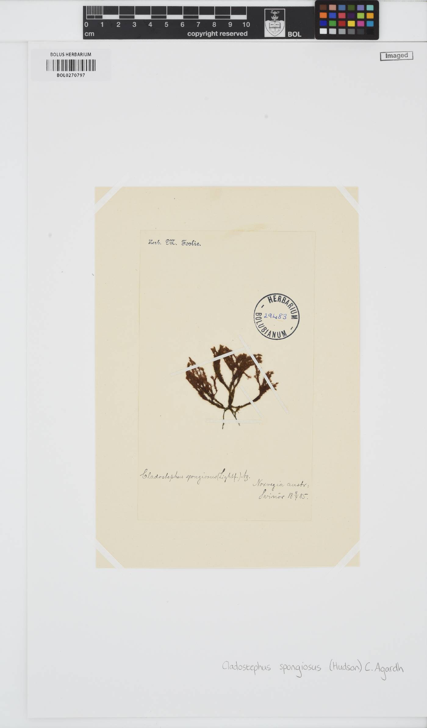 Cladostephus image