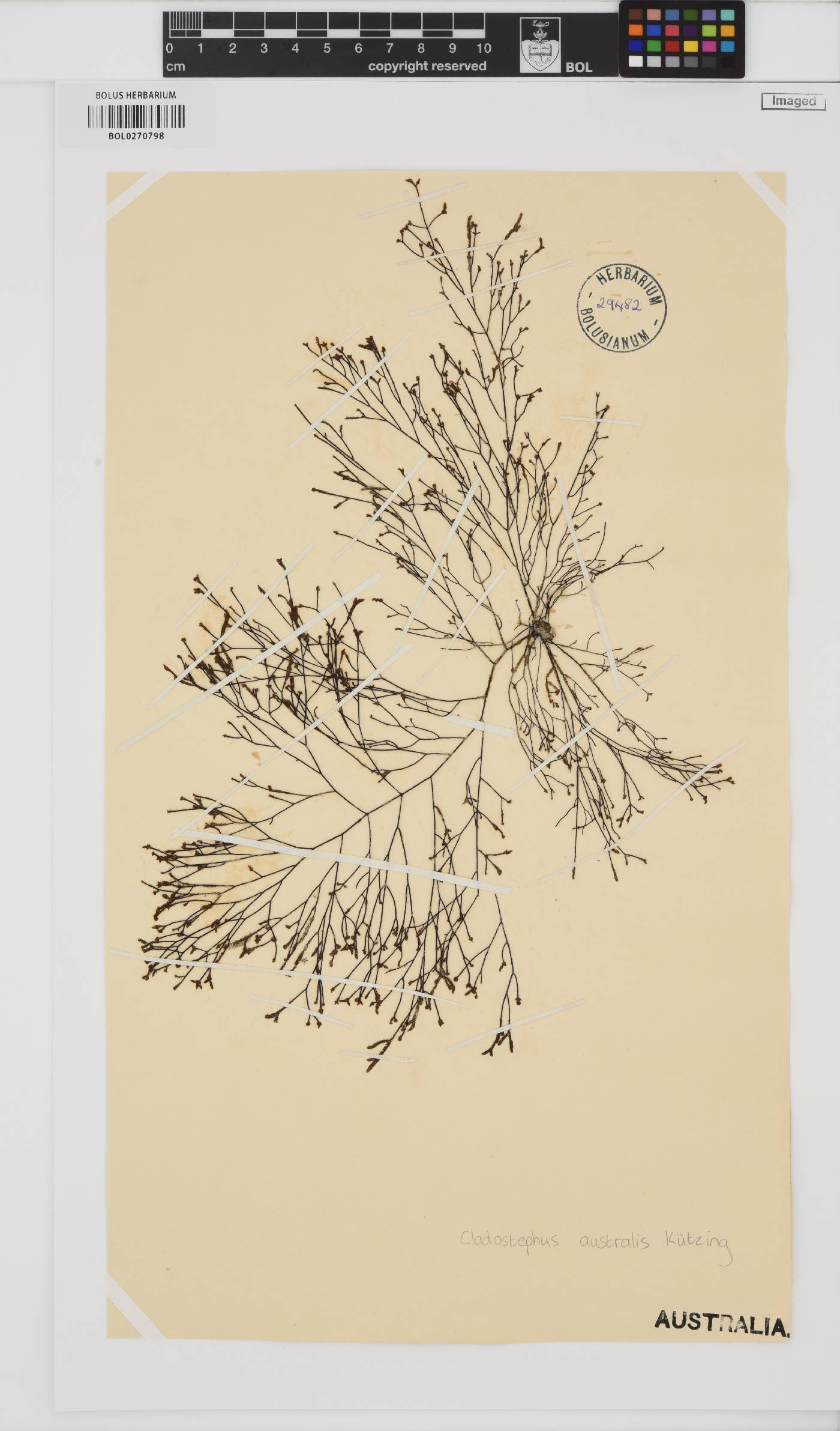Cladostephus image