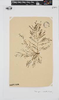 Cladostephus kuetzingii image