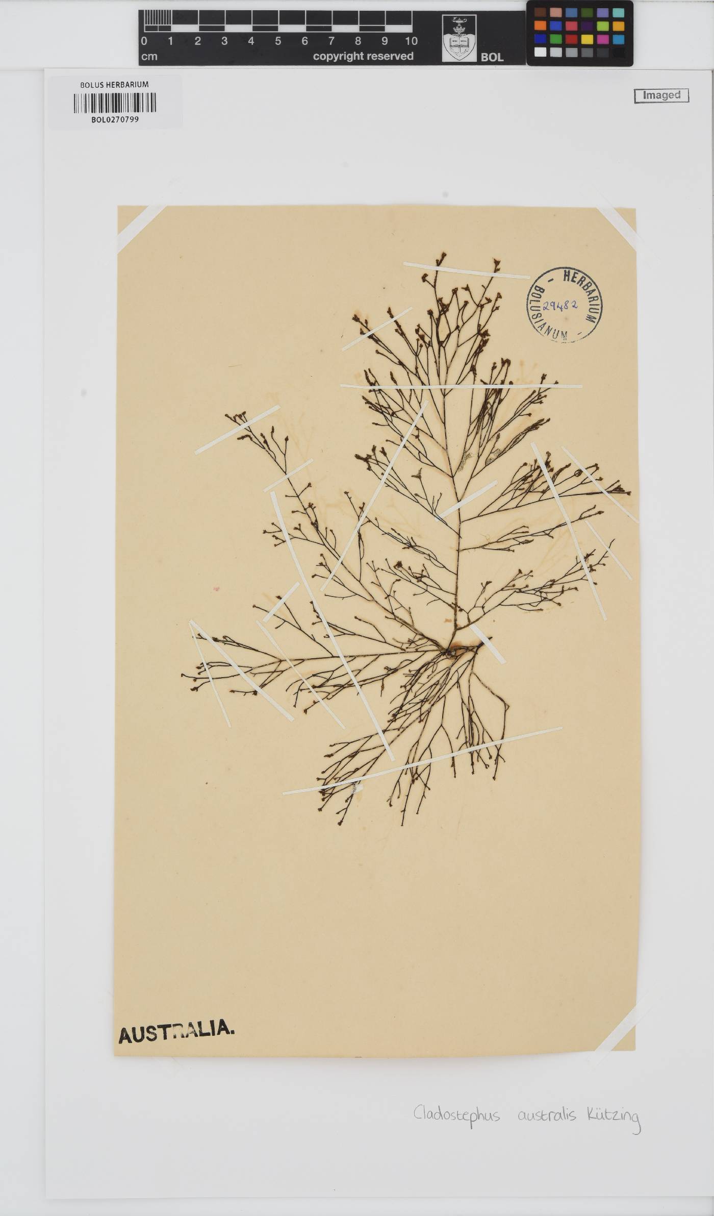 Cladostephus kuetzingii image