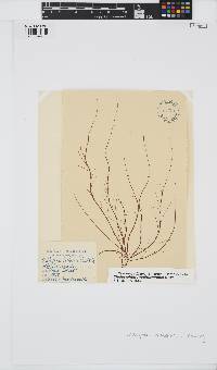 Cladosiphon mediterraneus image