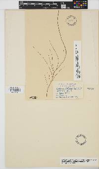 Cladosiphon mediterraneus image