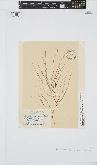 Cladosiphon mediterraneus image