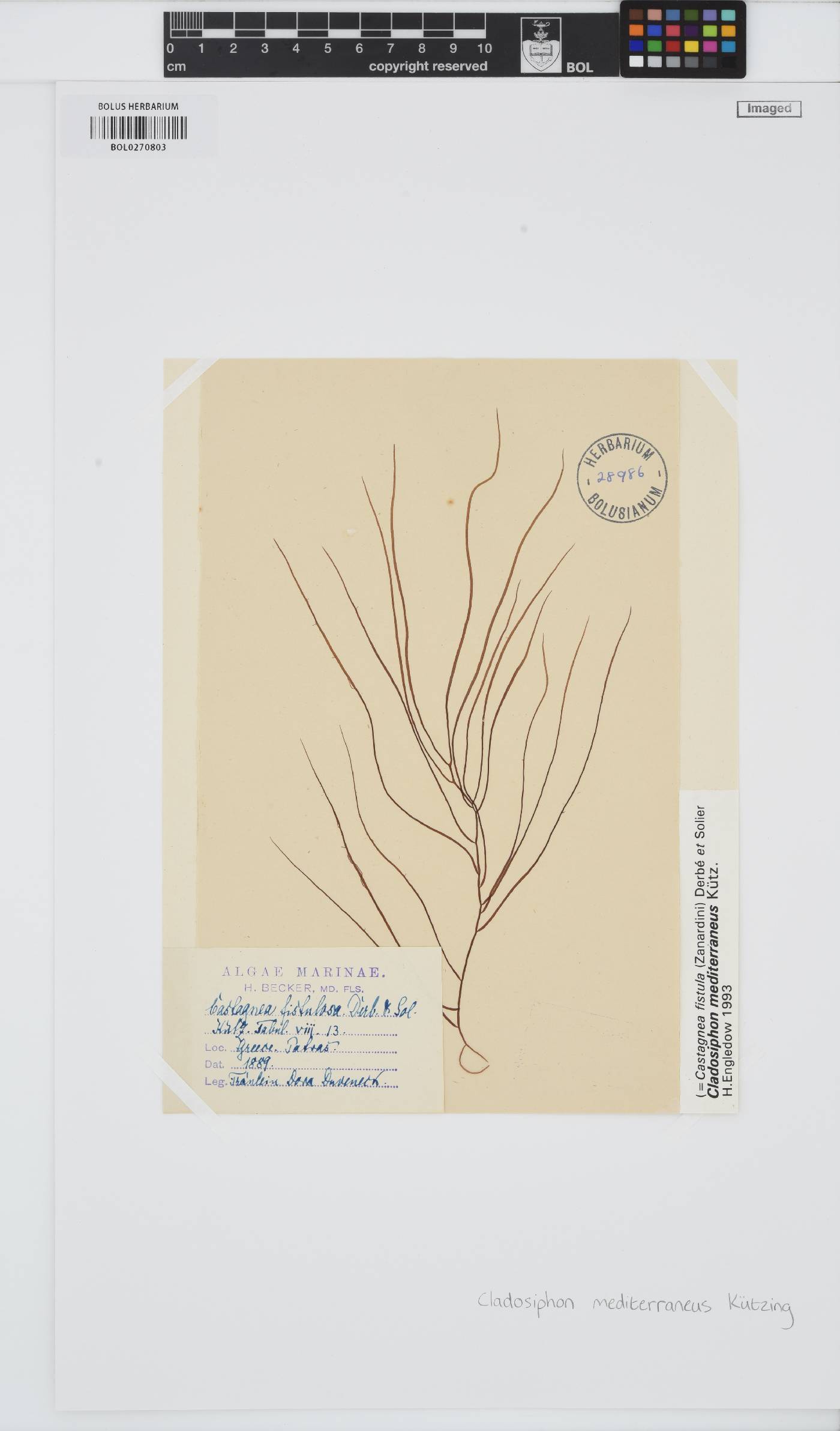 Cladosiphon mediterraneus image