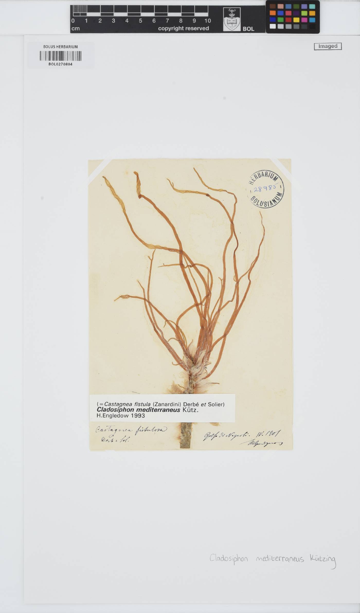 Cladosiphon image