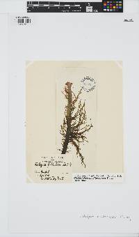 Cladosiphon mediterraneus image