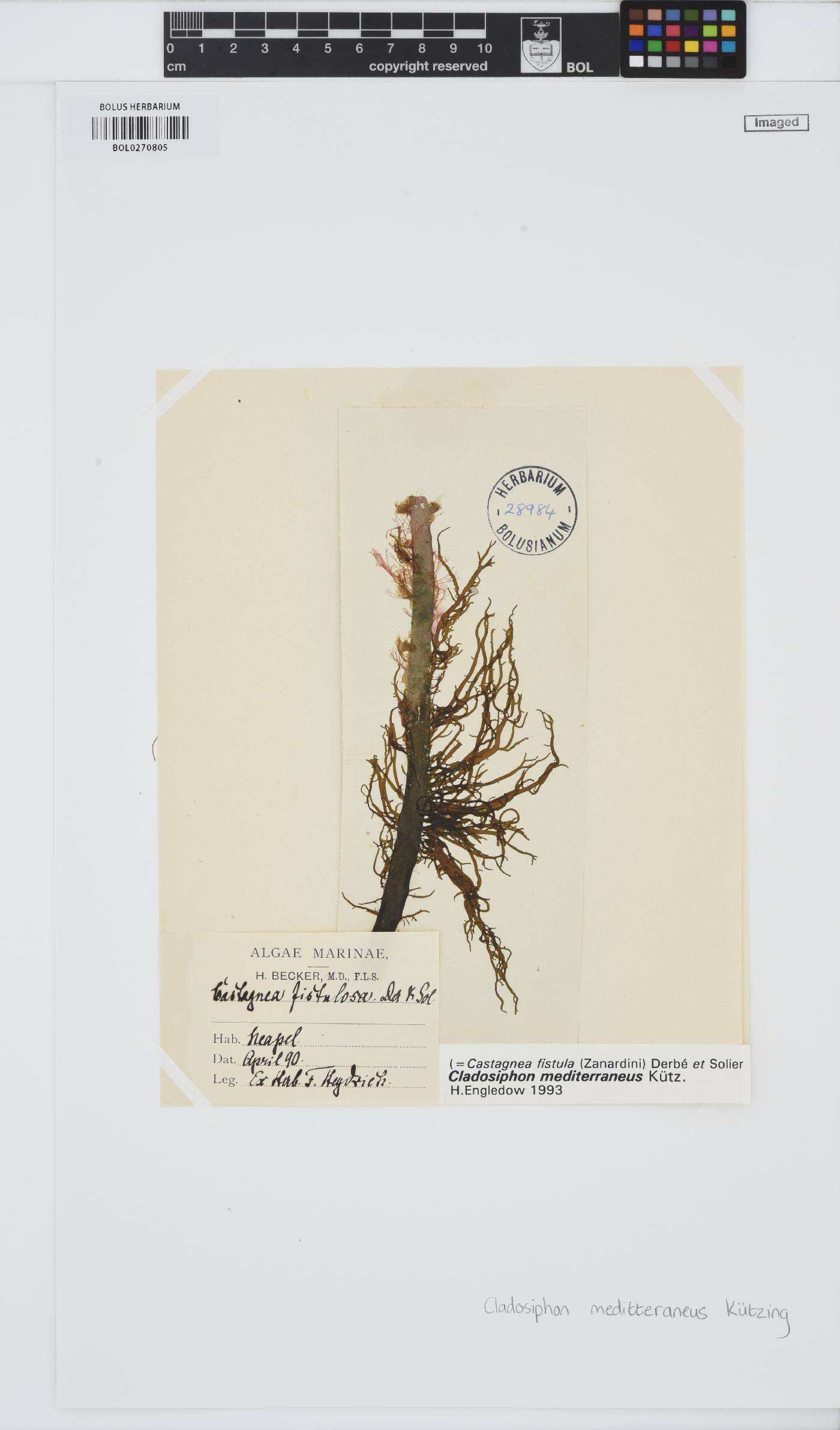 Cladosiphon mediterraneus image