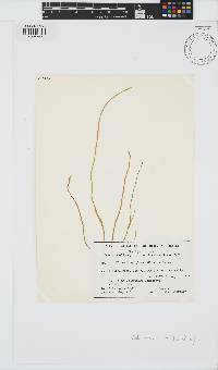 Cladosiphon filum image