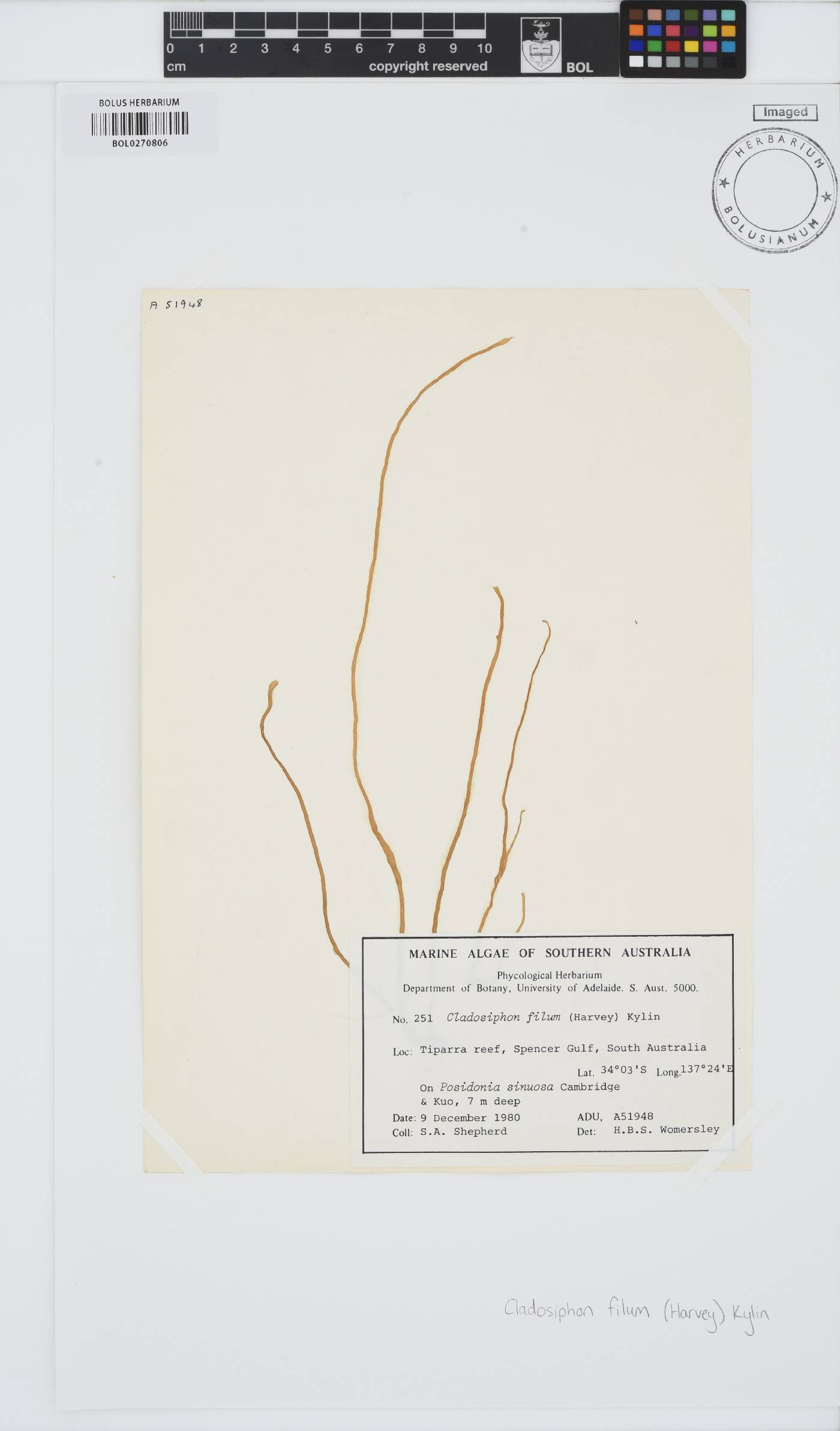 Cladosiphon filum image