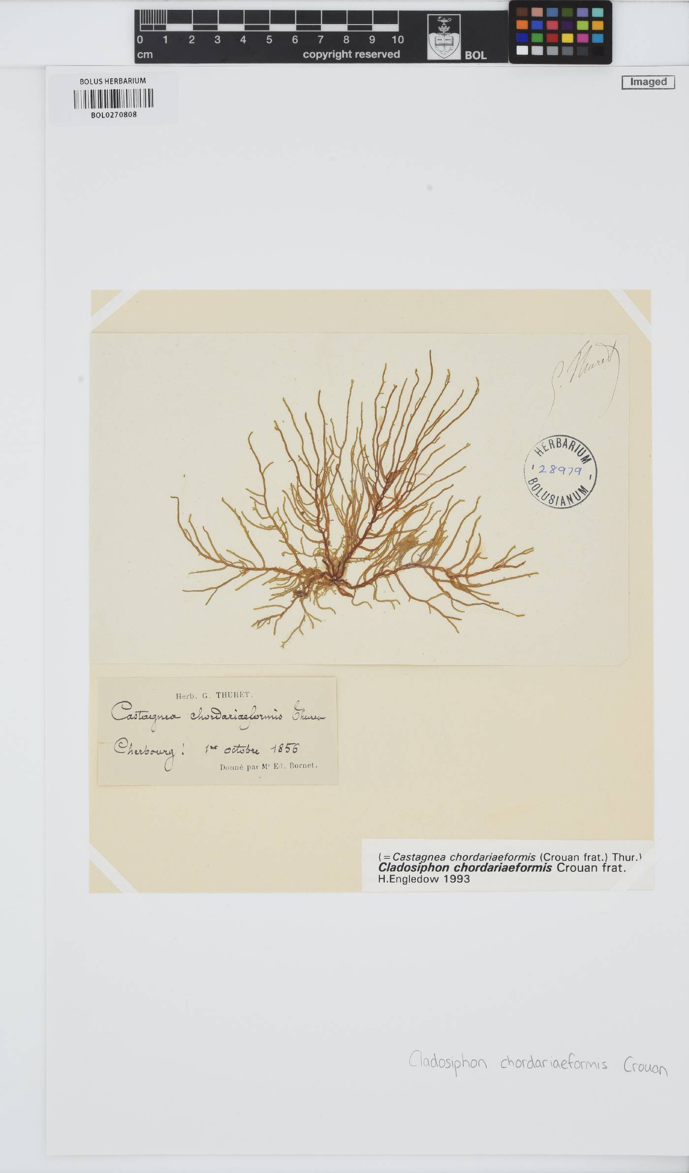 Sauvageaugloia divaricata image