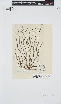 Cladosiphon contortus image