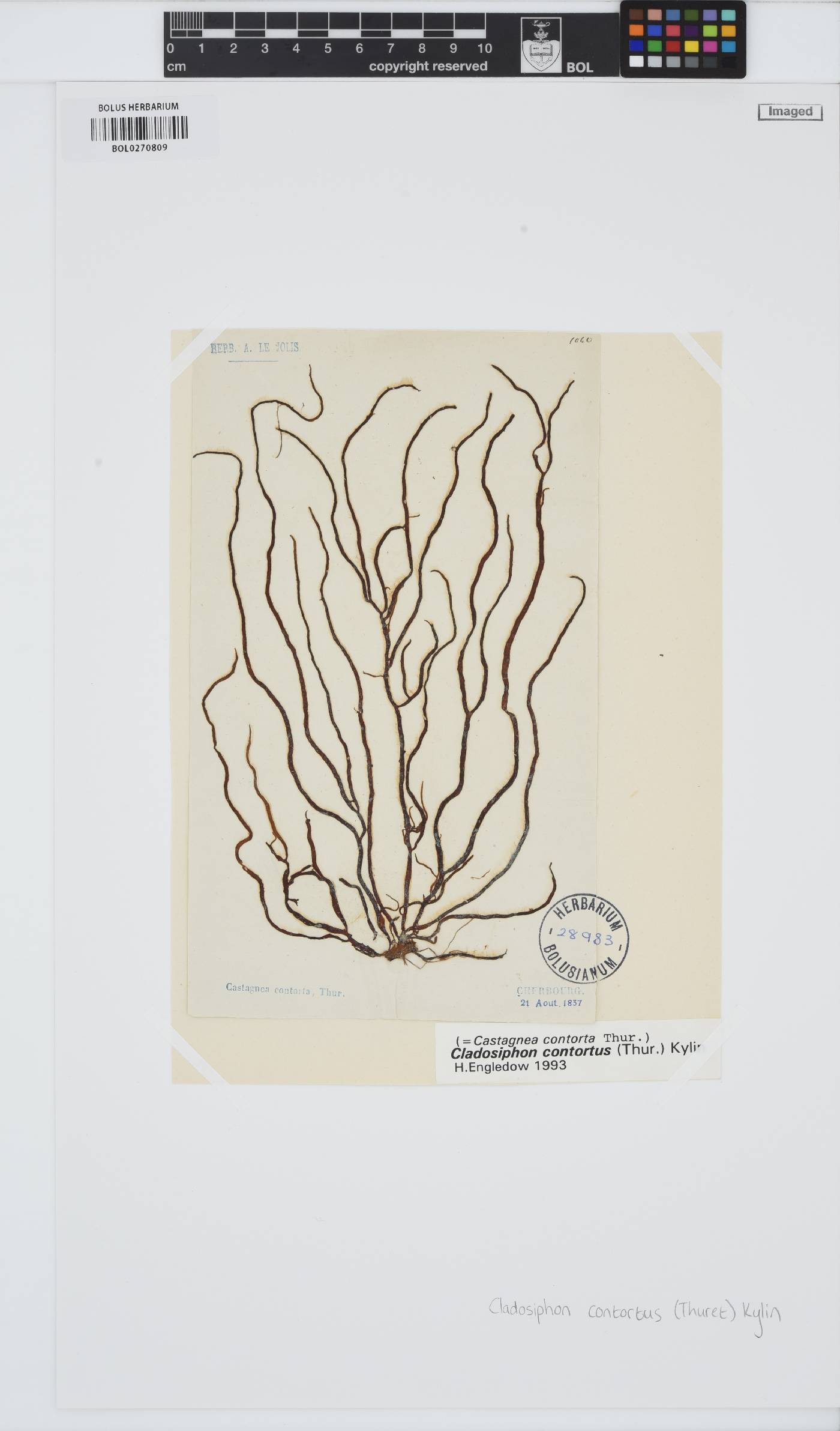 Cladosiphon contortus image