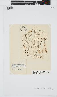 Cladosiphon contortus image