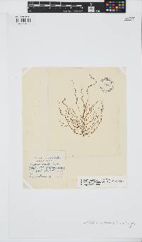 Cladosiphon contortus image