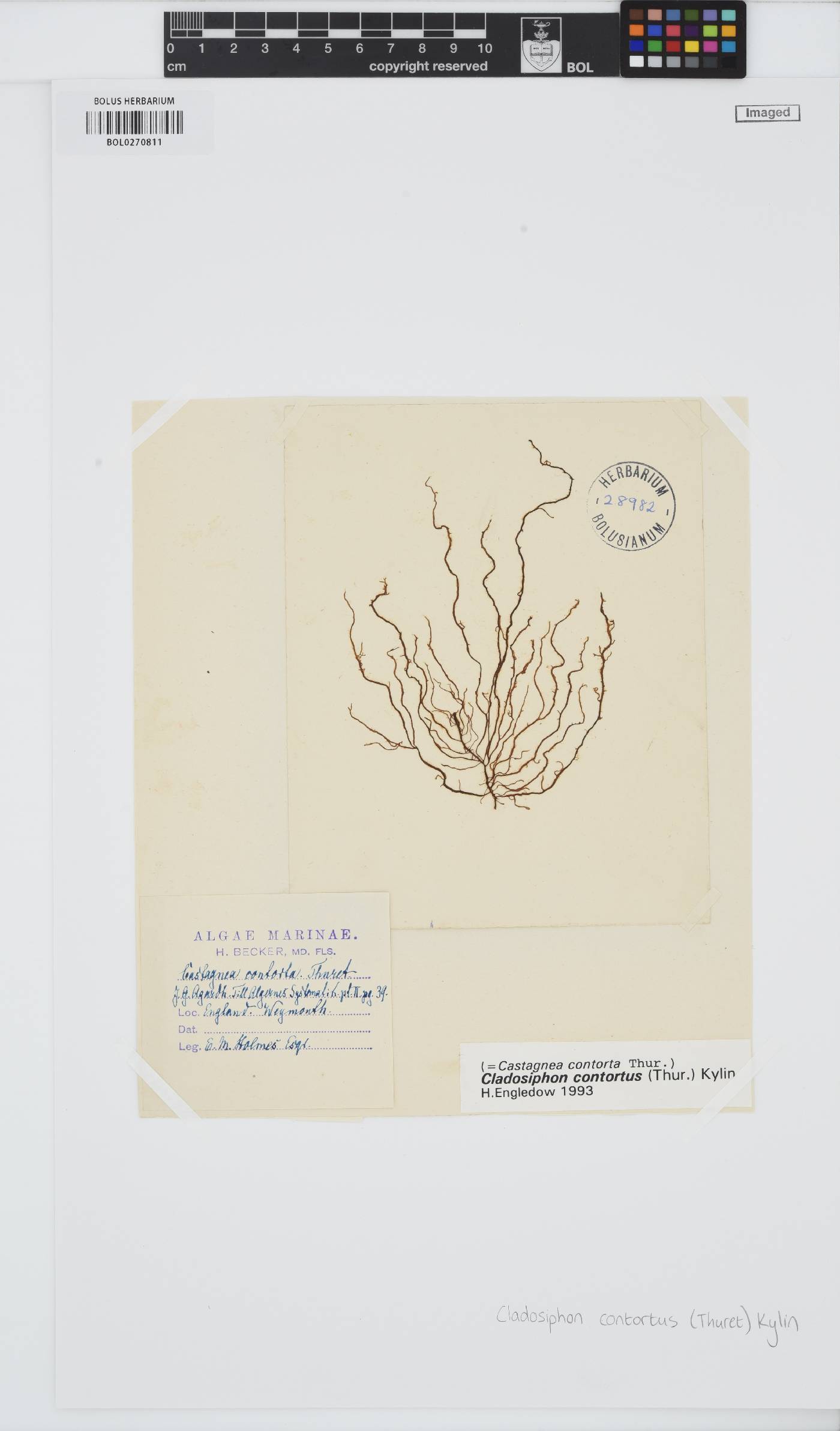Cladosiphon contortus image