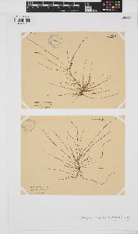 Chordariopsis capensis image