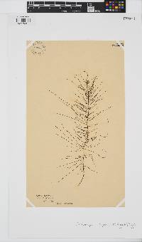 Chordariopsis capensis image