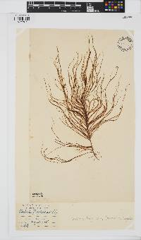 Chordaria flagelliformis image