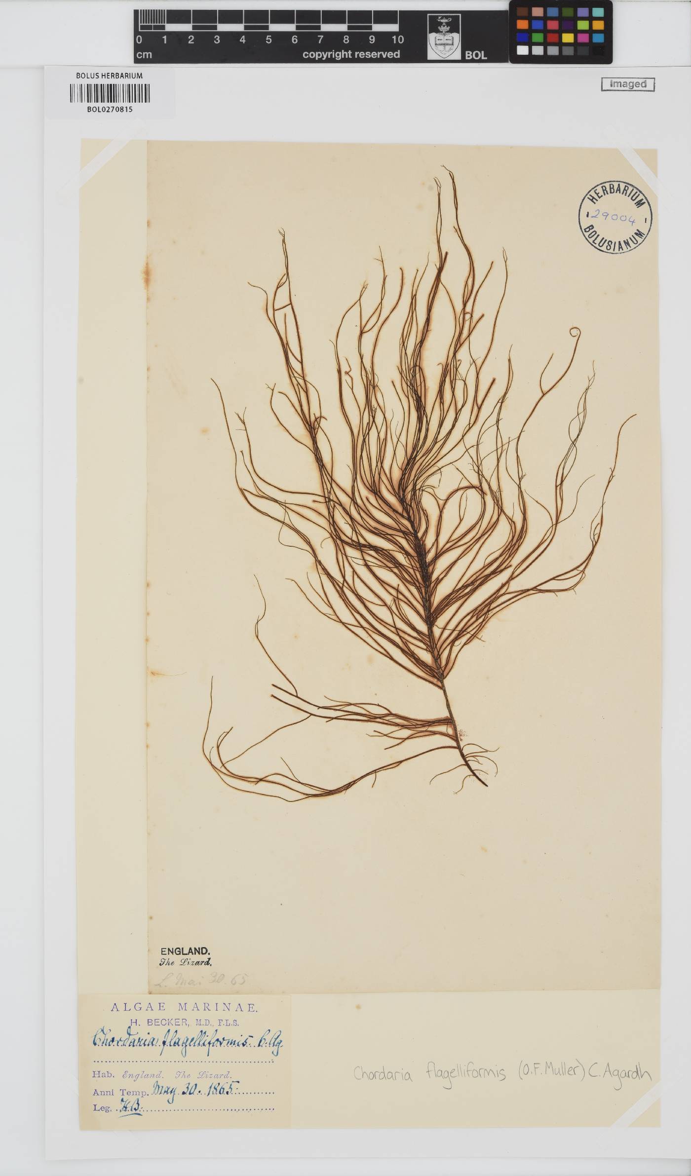 Chordaria flagelliformis image
