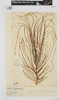 Chordaria flagelliformis image
