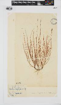 Chordaria flagelliformis image